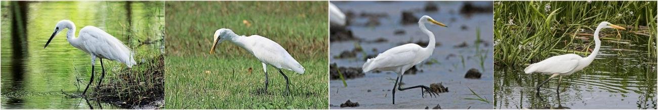 Little Egret  Cattle Egret  Intermediate Egret Great Egret