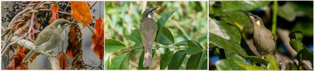Honeyeaters