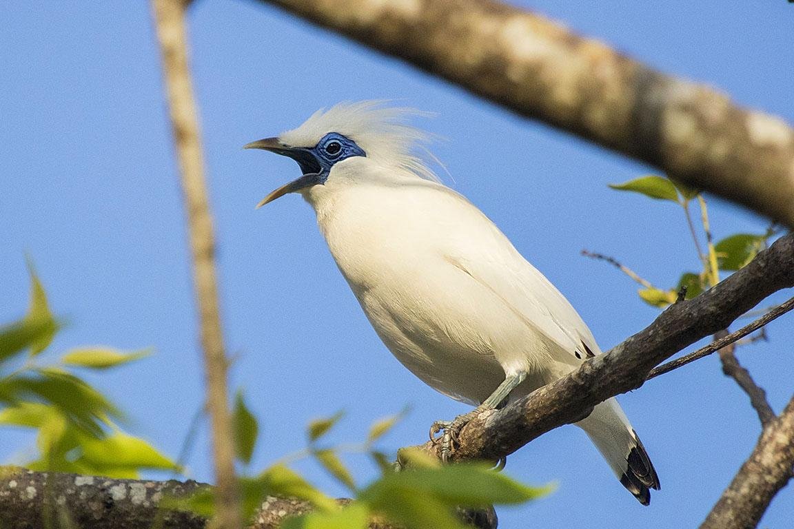 Bali Myna