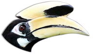 beak 2