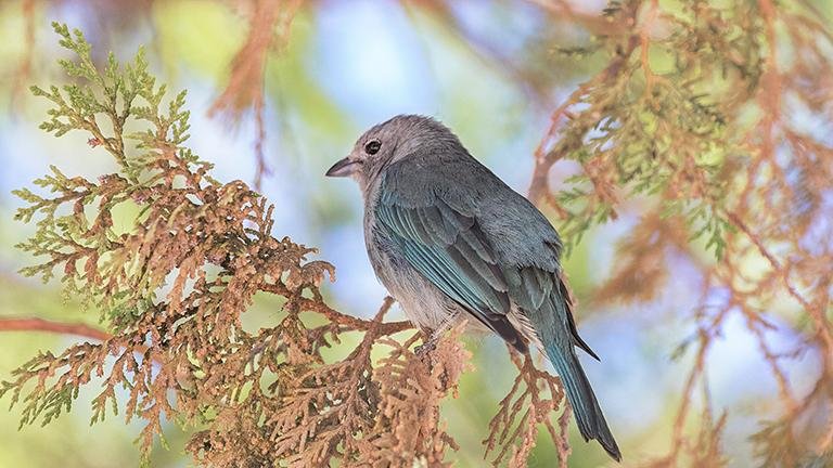 Sayaca Tanager