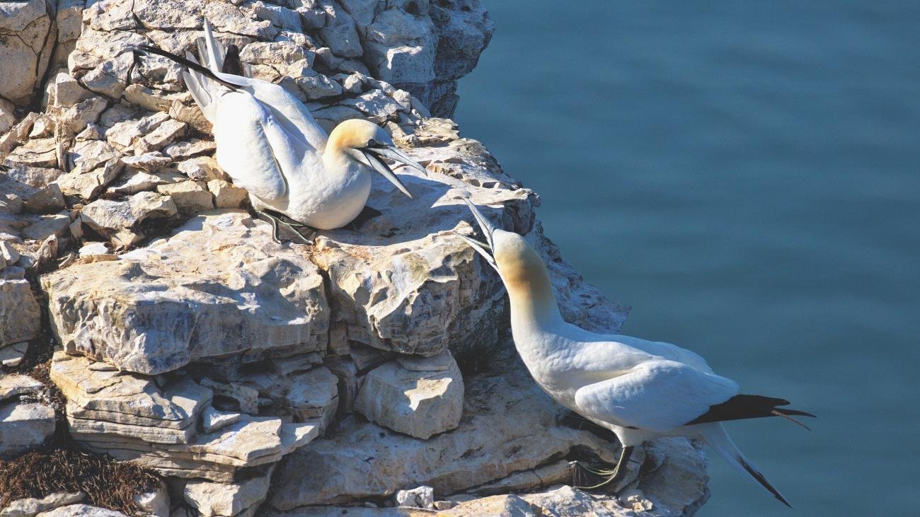 Northern Gannet