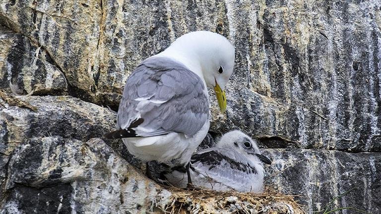 Black-legged Kittiwake