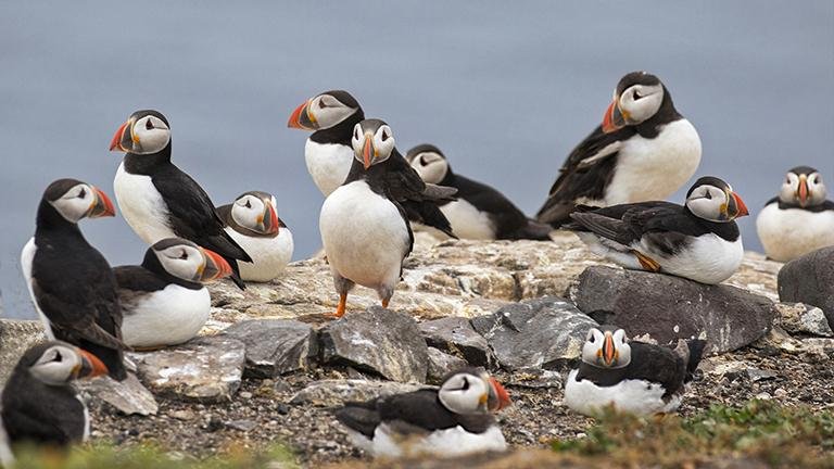 Atlantic Puffin