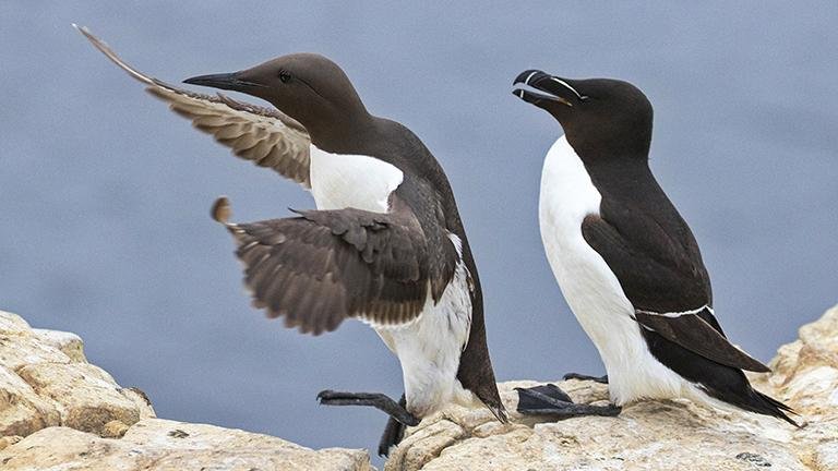 Black Guillemot and Razorbill