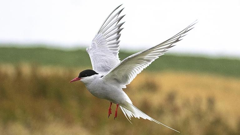 Arctic Tern
