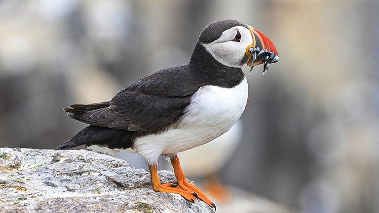 Atlantic Puffin