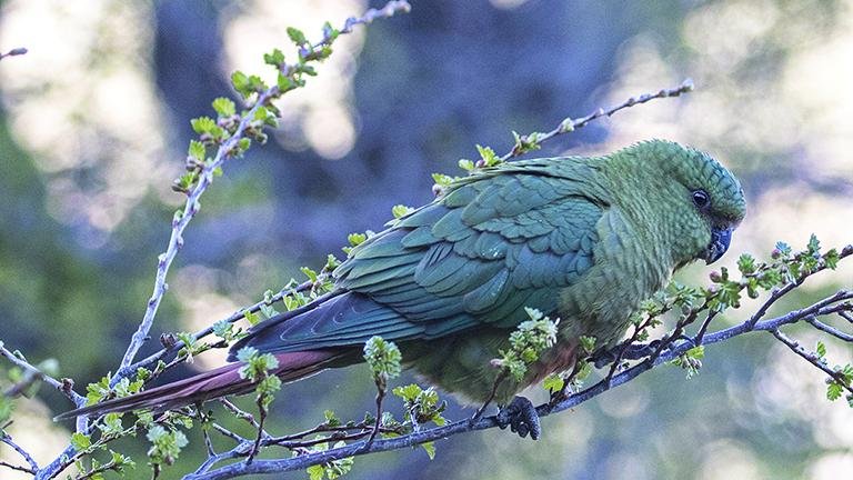 Austral Parakeet