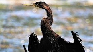 African darter