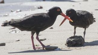 Black oystercatcher