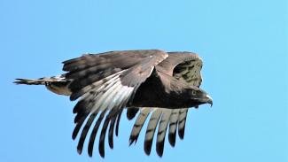 Long-crested eagle Drakensberg Mts, South Africa