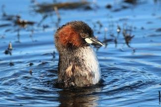 Dabchick explore block